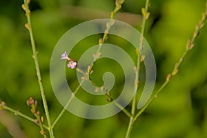 Tine pink common vervain flowers on a gree bokeh background photo