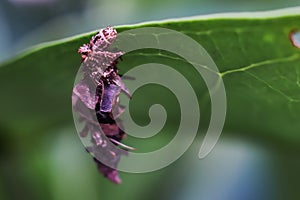 Tinea pellionella, a case-bearing moth