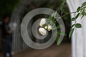 Tineke-Rosa chinensis Jacq.