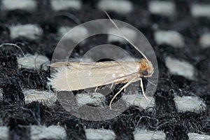 Tineola bisselliella known as the common clothes moth, webbing clothes moth, or simply clothing moth. It is a pest of clothing in