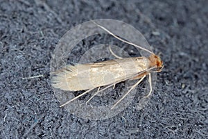 Tineola bisselliella known as the common clothes moth, webbing clothes moth, or simply clothing moth. It is a pest of clothing in