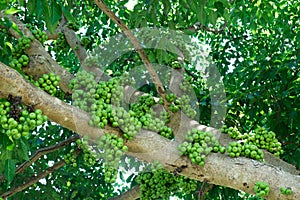 Fruiting fig tree in nature, Cluster fig tree, thailand fig tree