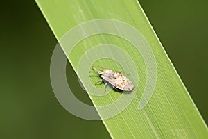 Tingidae insects on plant