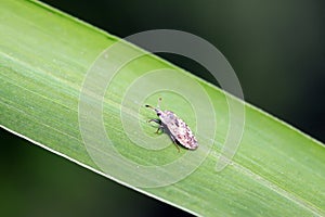 Tingidae insects on plant
