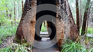 The tingle tree near the tree tops walkway at Walpole Western Australia in autumn.