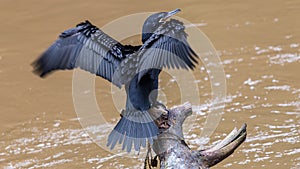 A cormorant dries its wings on a branch above the lake in Tingui Park, Curitiba, Brazil photo