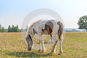 A Tinker colt eats grass on a pasture in summer