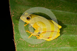 Tinker reed frog