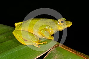 Tinker reed frog