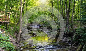 Tinkers creek in Ohio, backlit forest