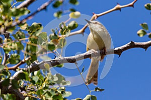 Tinkling Cisticola in Thorn Tree