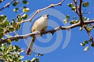 Tinkling Cisticola in Thorn Tree