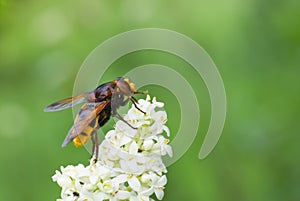 Tinny cute fly on a white flower