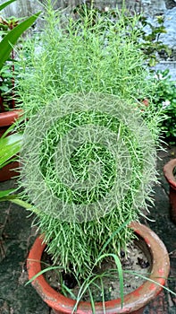 Tinny leafy pot plant for home decorated. India kushinagar