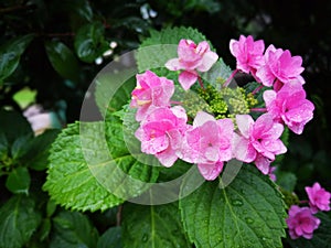 The tinny red flowers cluster together