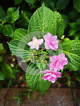 The tinny red flowers cluster together