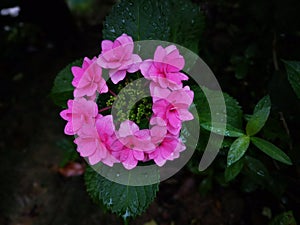 The tinny red flowers cluster together