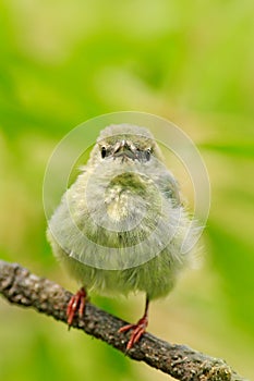 Tinny songbird in the habitat. Young bird in nature habitat. Lost lonely fledgling sitting on branch. Red-legged Honeycreeper, Cya