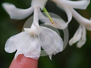 Tinny white flower