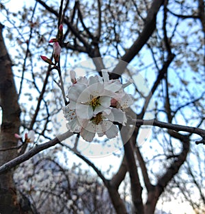 Tinny white flowers of almond with blurred background in blossom season