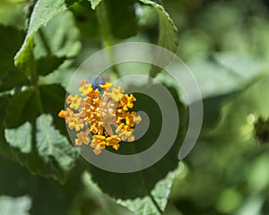 A tinny yellow flower