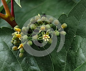 Tinny yellow flowers