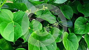 Tinospora cordifolia amritavalli giloy creeper