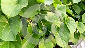 Tinospora cordifolia amritavalli giloy creeper plant photo
