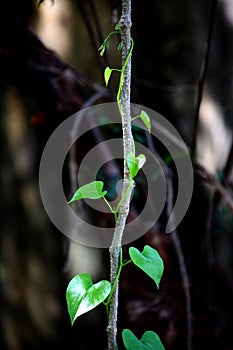 Tinospora Cordifolia creeper photo