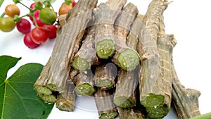 Tinospora cordifolia giloy close up