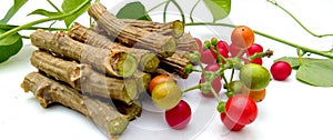 Tinospora cordifolia giloy fruits closeup photo