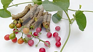 Tinospora cordifolia guduchi branches fruits leave close up photo