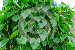 Tinospora cordifolia Heart-leaved Closeup of giloy Plant, amrita, gudbel