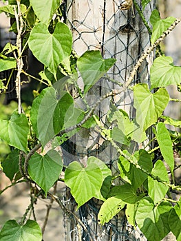 Tinospora cordifolia or Heart-leaved moonseed.