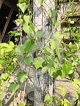 Tinospora cordifolia or Heart-leaved moonseed.