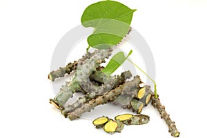 Tinospora cordifolia herb