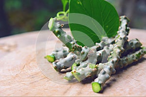 Tinospora cordifolia herb photo