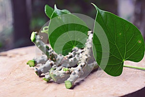Tinospora cordifolia herb photo