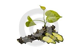Tinospora Cordifolia with leaf photo