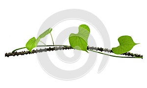 Tinospora cordifolia with leaf photo