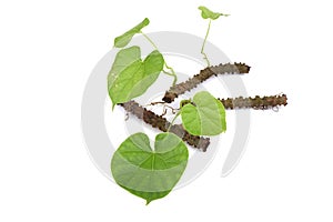 Tinospora cordifolia (Tinospora crispa (L.) Hook. F. & Thomson) on a white background.