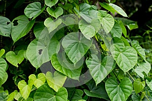 Tinospora cordifolia tree