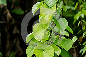 Tinospora cordifolia tree photo