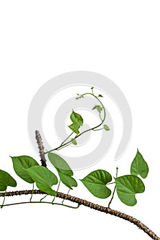 Tinospora cordifolia on white background