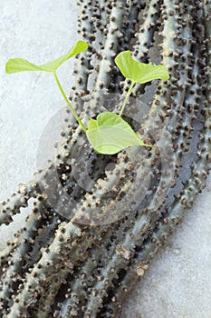 Tinospora crispa