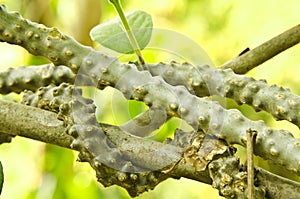 Tinospora crispa on branch