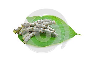 Tinospora crispa on white background photo