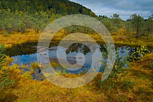 Tinovul Mohos Forest