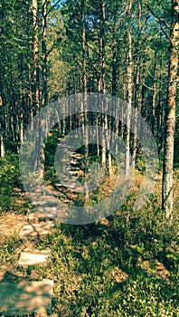 Tinovul Mohos reservation in Romania