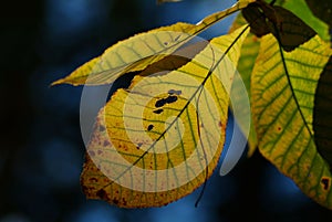 Tinted Autumnal leaves